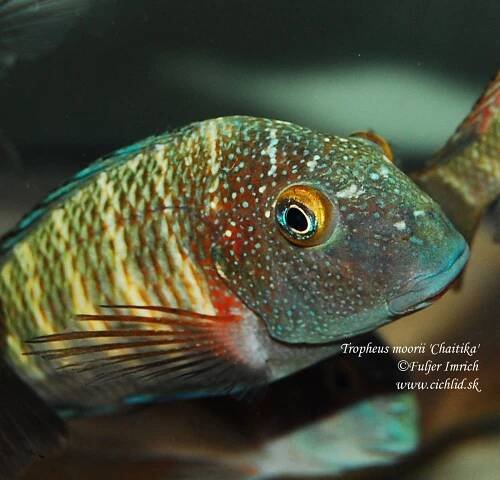 Tropheus-moorii-Chaitika-(6)