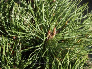 Borovica horská Mughus (Mugo) - kosodrevina | Pinus mugo Mughus (Mugo) - Záhradníctvo ABIES