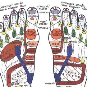 nohy vnitřní systémy