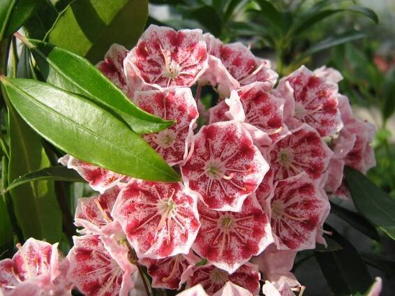 Mamota širokolistá 'Pinwheel'