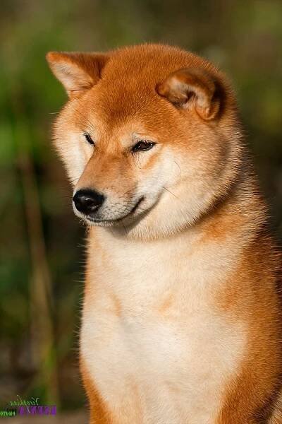 FEMALES. SHIOMARU Shiba and Akita Inu Kennel
