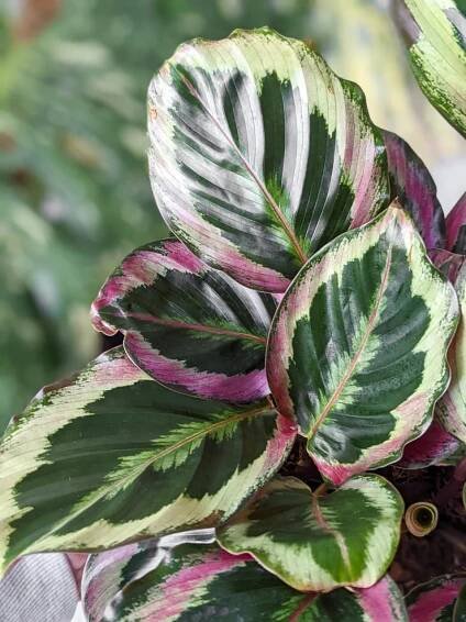 calathea medallion
