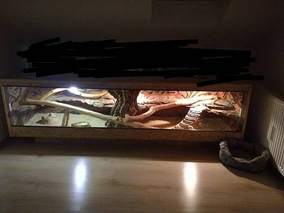 Agamy vousaté + terarium
