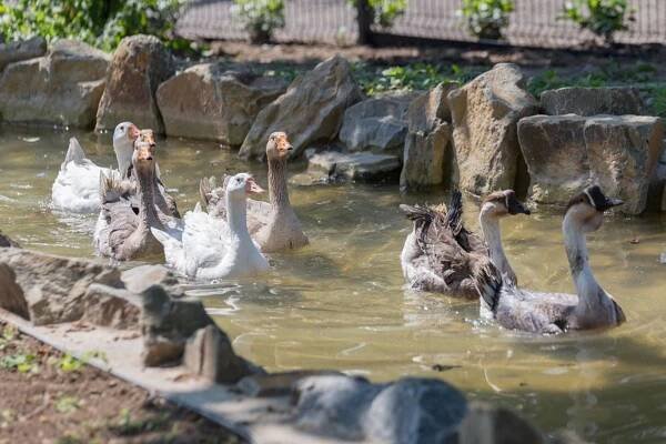 VIDEO: Procházka mezi jezírky. Zoopark Vyškov láká novou expozicí vodní drůbeže