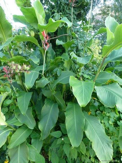 Dosna indická (Canna indica)