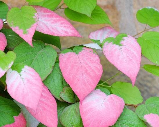 red and green leaves of ornamental Kiwi Vine