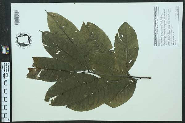 Oxydendrum arboreum - Species Page - APA: Alabama Plant Atlas 