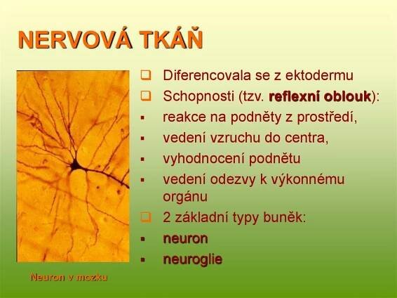 NERVOVÁ TKÁŇ