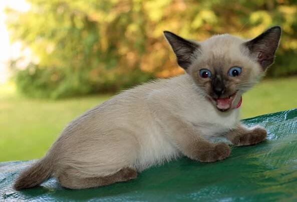 Felicia’s second litter at seven weeks