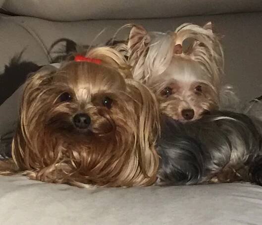Lili und Lennox - Home of Harmony Zucht für Biewer-, Biro-, Golddust-, Yorkshire Terrier
