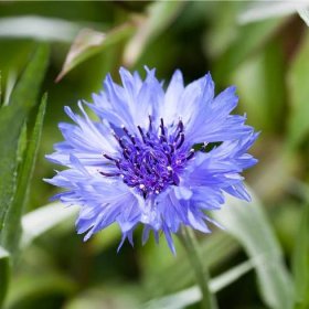 Semena chrpy – Chrpa modrá – Centaurea cyanus