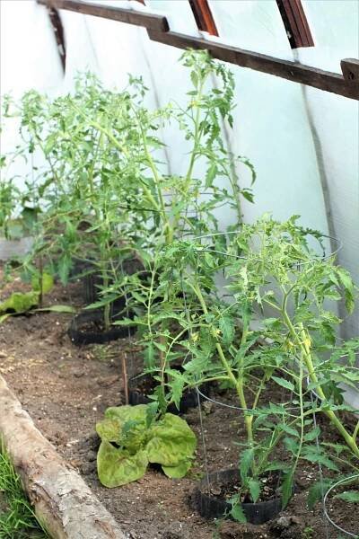 Tomato Plants in the Greenhouse