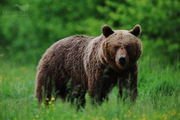 Brown bear