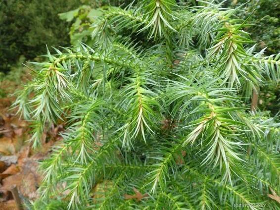 Ostrolistec kopinatý Glauca (Cunninghamia lanceolata)