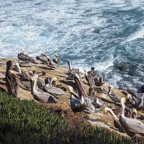 La Jolla, California (Sea Lions, Seals, and Pelicans) | I’m attempting to adventure peacefully … to travel and live with