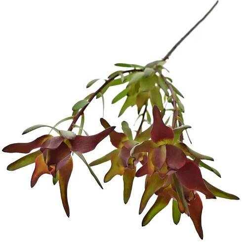 Leucadendron SALIGNUM BLUSH 40cm