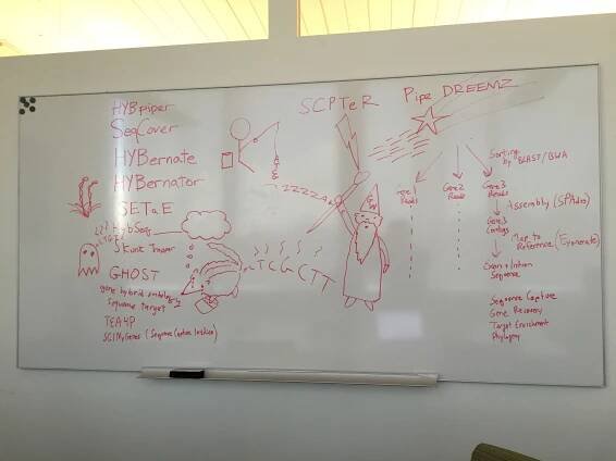 HybPiper Whiteboard