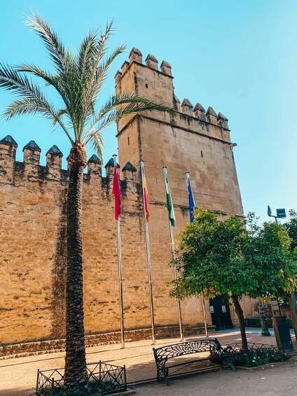A castle wall with a palm tree in front