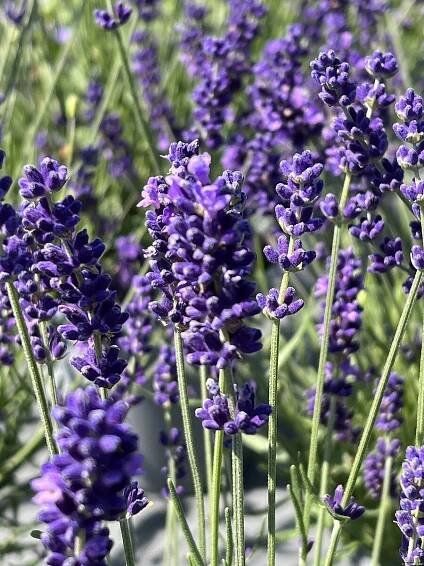 Levandule úzkolistá 'Hidcote' Lavandula angustifolia