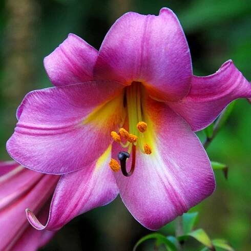 Pink Perfection Lily