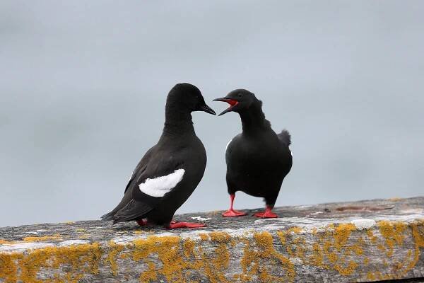 BX3R2626 Black Guillemots