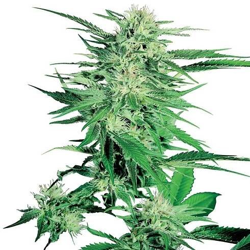 Big Bud - 5 ks feminizovaná semínka Sensi Seeds