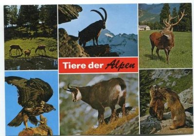 Zvířata ALP - kozoroh, jelen, kamzík, svišť, orel, myslivost..........