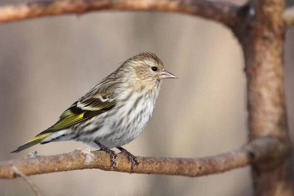 Soubor:Carduelis pinus CT6.jpg