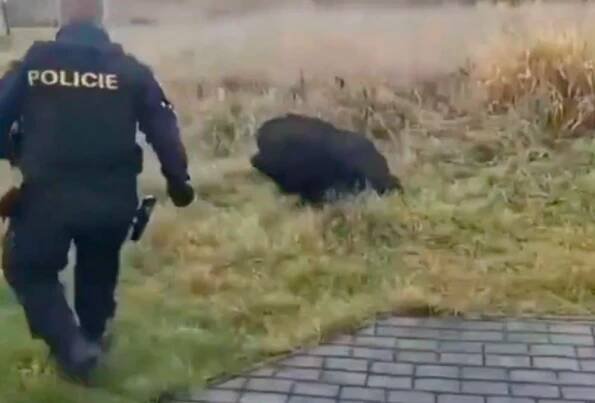 Prase čtyřikrát uteklo obklíčení. Policisté ho nakonec chytili
