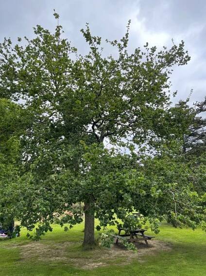 Quercus robur 'Cristata'