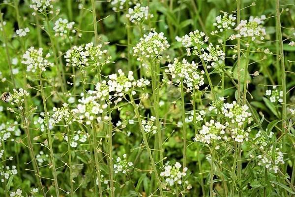 Bylinky v červnu: Kokoška pastuší tobolka (Capsulla bursa-pastoris) umí zastavovat různé typy krvácení. Sbírejte celou kvetoucí nať i s přízemní růžicí listů bez kořene do června kolem poledne. 