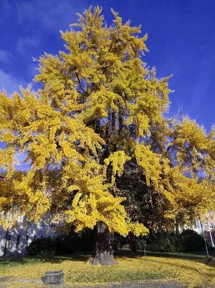 Fotogalerie • Jinan u muzea (besonderer Baum) • Mapy.com