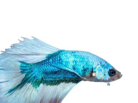 Modrobílá Siamská bojová ryba (Betta splendens) izolovaná na bílém pozadí. — Stock obrázek