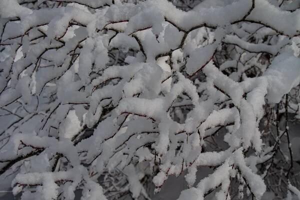 Cascade Snow Shoeing - Zack Gold