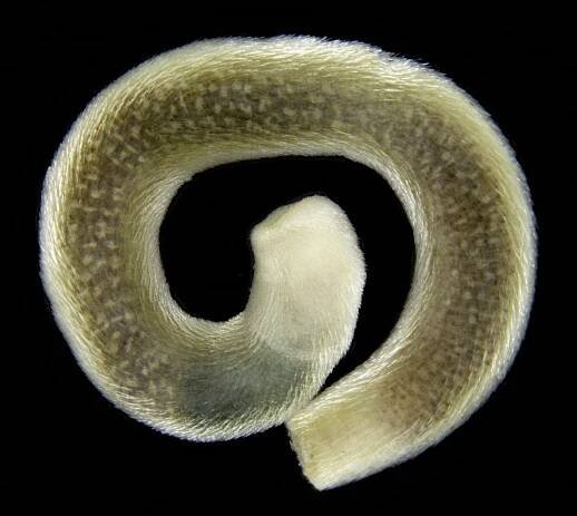 Scutopus