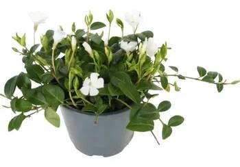 Barvínek menší bílý FloraSelf Vinca minor 'Alba' Ø květináče 13 cm