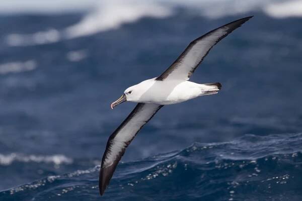 List of birds of South Africa - Wikipedia