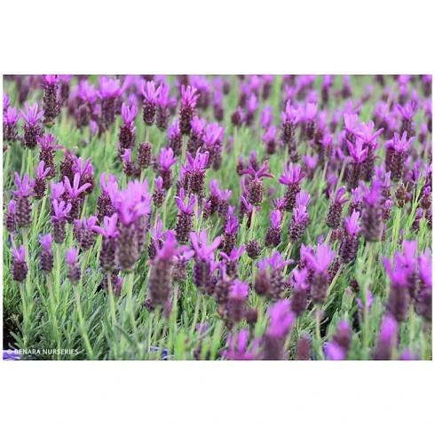 Levandule augustifolia, růžová - Zahradnictví Petro