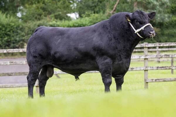 Aberdeen Angus: pregi e difetti di questo bovino scozzese