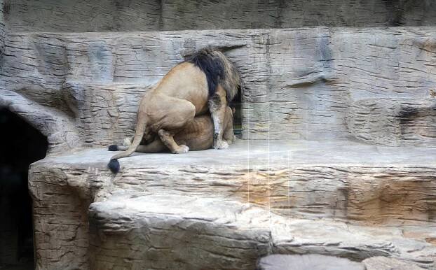 Hůlka či Brožová zazpívají z olomoucké zoo. Koncert podpoří zahradu