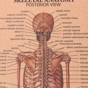 Plakát Anatomie člověka, kostra, č.299, 51 x 36 cm