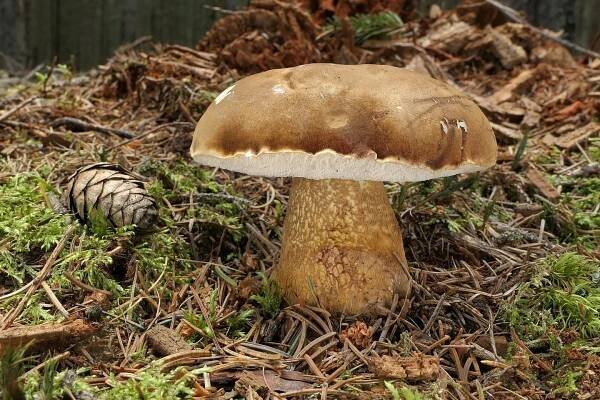 Tylopilus felleus - hřib žlučník