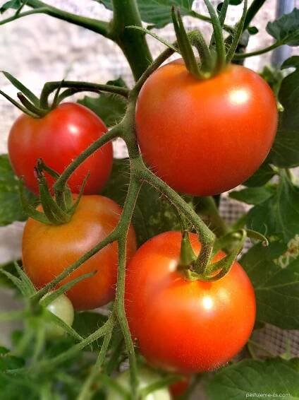 Lilek rajče (Solanum lycopersicum)