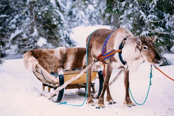 Rovaniemi (Lapland): whisper your wishes right into Santa's ear this Christmas