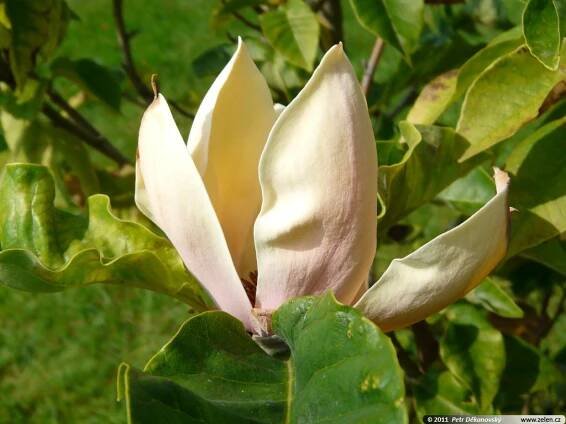 Magnolia acuminata Hattie Carthan šácholan zašpičatělý