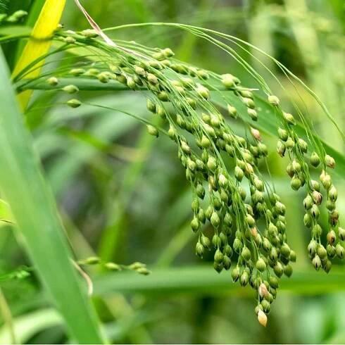 Wild Millet Grass – Learn About Growing Proso Millet Plants