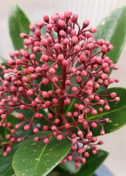Skimie japonská (Skimmia japonica) 'Rubella'