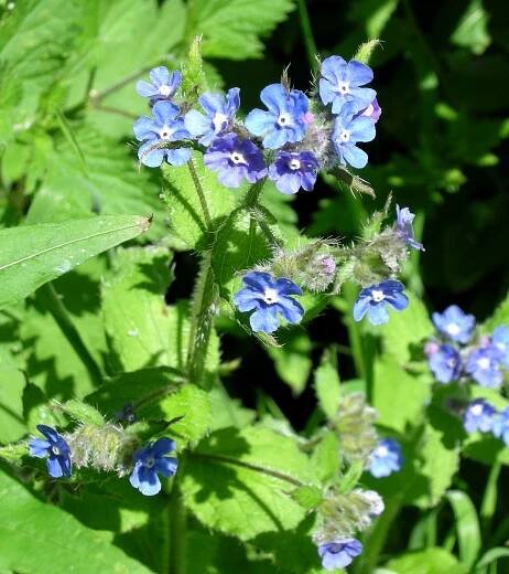 Pilátka vždyzelená (Pentaglottis sempervirens)