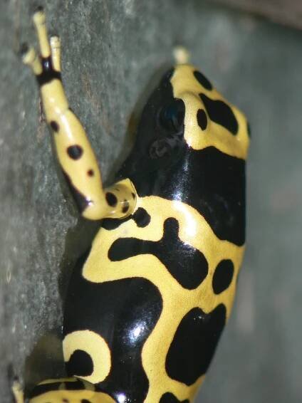 Dendrobates leucomelas - pralesnička harlekýn