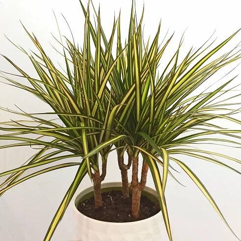 9 Low-Risk High-Reward Indoor Plants — Seattle's Favorite Garden Store Since 1924 - Swansons Nursery
